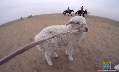Lamb at Xilarumen Grasslands, Hohhot, Inner Mongolia | Don's ESL Adventure!