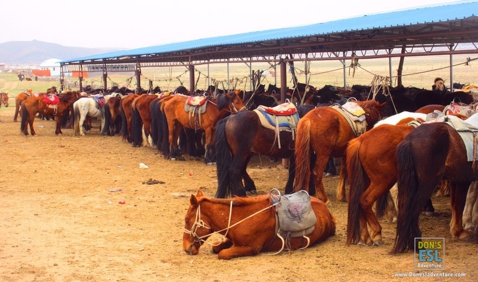 Horses at Xilarumen Grasslands, Hohhot, Inner Mongolia | Don's ESL Adventure!