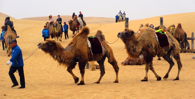 Camel back-riding at Xiangshawan Desert, Hohhot, Inner Mongolia | Don's ESL Adventure!