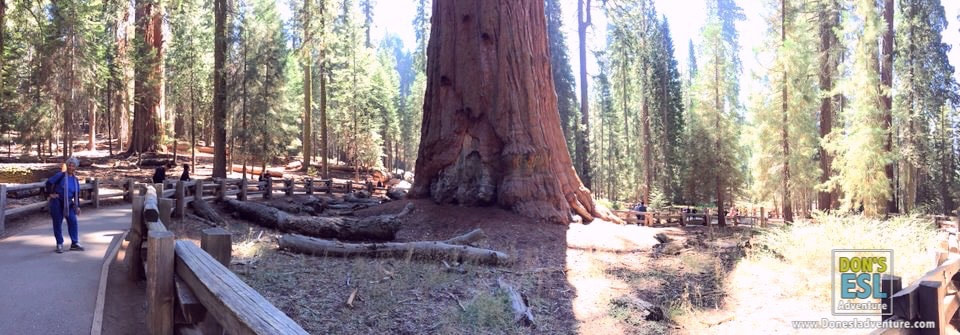 The General Sherman Tree:  World's Largest Trees at Sequoia National Park! | Don's ESL Adventure!