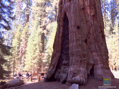 The General Sherman Tree:  World's Largest Trees at Sequoia National Park! | Don's ESL Adventure!