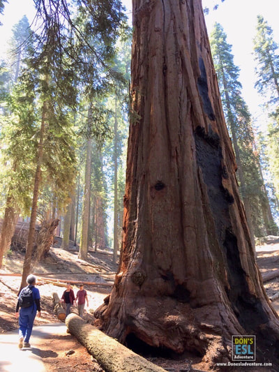 The World's Largest Trees at Sequoia National Park! | Don's ESL Adventure!