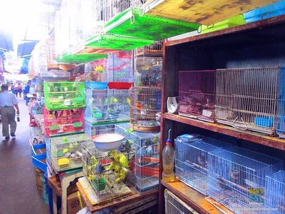 Pet & Flower Market in Pudong | Don's ESL Adventure!