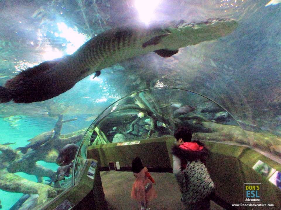 Shanghai Aquarium | Don's ESL Adventure!