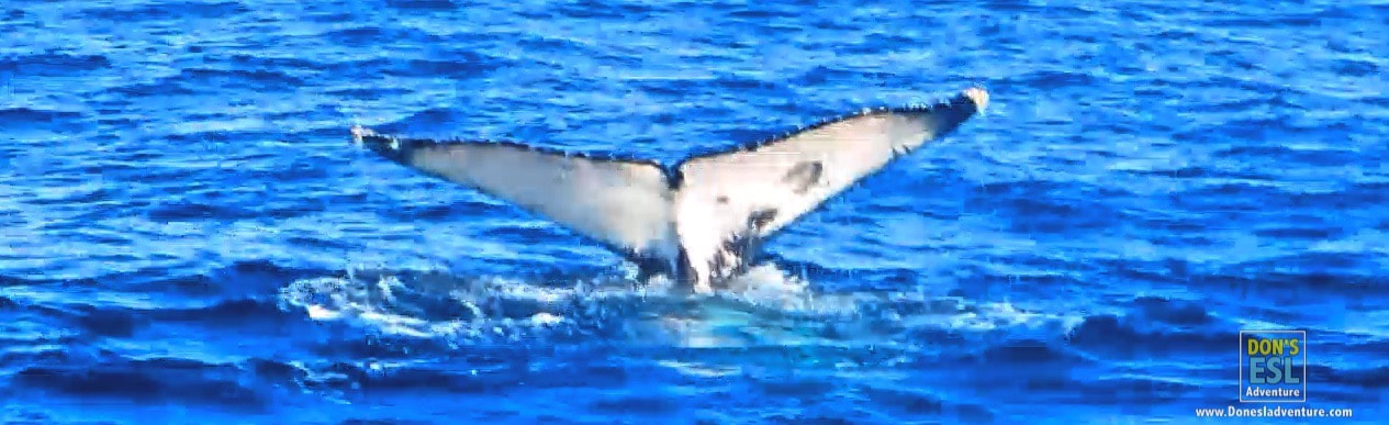 Whale Watching in Sydney, Australia | Don's ESL Adventure!