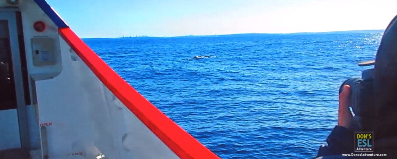 Whale Watching in Sydney, Australia | Don's ESL Adventure!